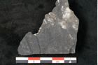 Foto (Detailansicht) von Neuropteris sp.  (NHMW-GEO-2024-0188-10679)